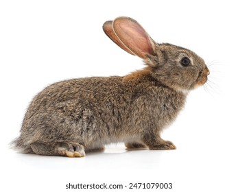 日本成人在线视频 日本成人在线视频