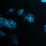 rkill reddit:如何在Reddit上有效使用RKill工具清除恶意软件 cxjg54io52