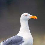 五十度黑在线观看无删减版:探索禁忌之恋的极致体验与深度解析 hgufg4x