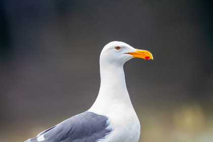 五十度黑在线观看无删减版:探索禁忌之恋的极致体验与深度解析 五十度黑在线观看无删减版:探索禁忌之恋的极致体验与深度解析