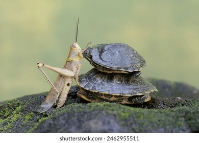 五十度黑3:探索禁忌与欲望的极致之旅 五十度黑3:探索禁忌与欲望的极致之旅