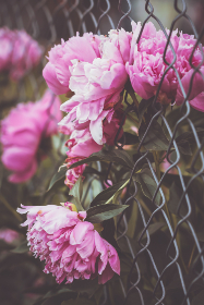 yts alternative for tv series:寻找最佳替代平台,畅享精彩剧集体验 yts alternative for tv series:寻找最佳替代平台,畅享精彩剧集体验